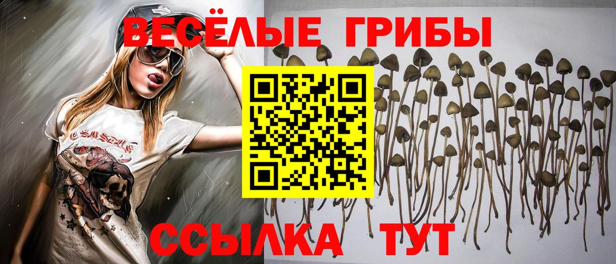Псилоцибиновые грибы GOLDEN TEACHER Курчалой